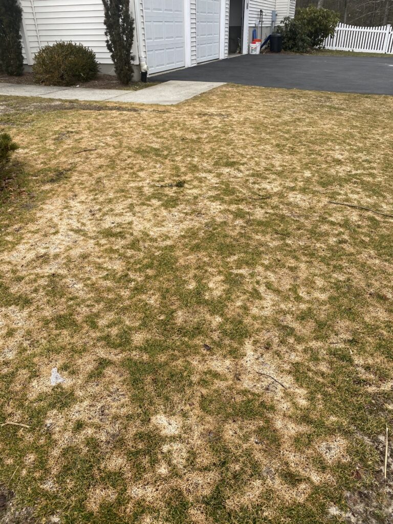 snow mold lawn in march