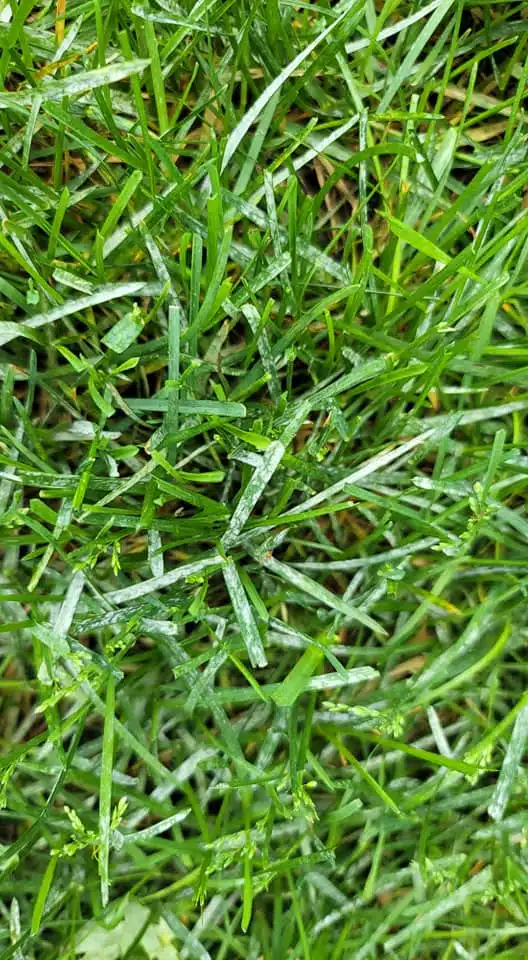 powdery mildew