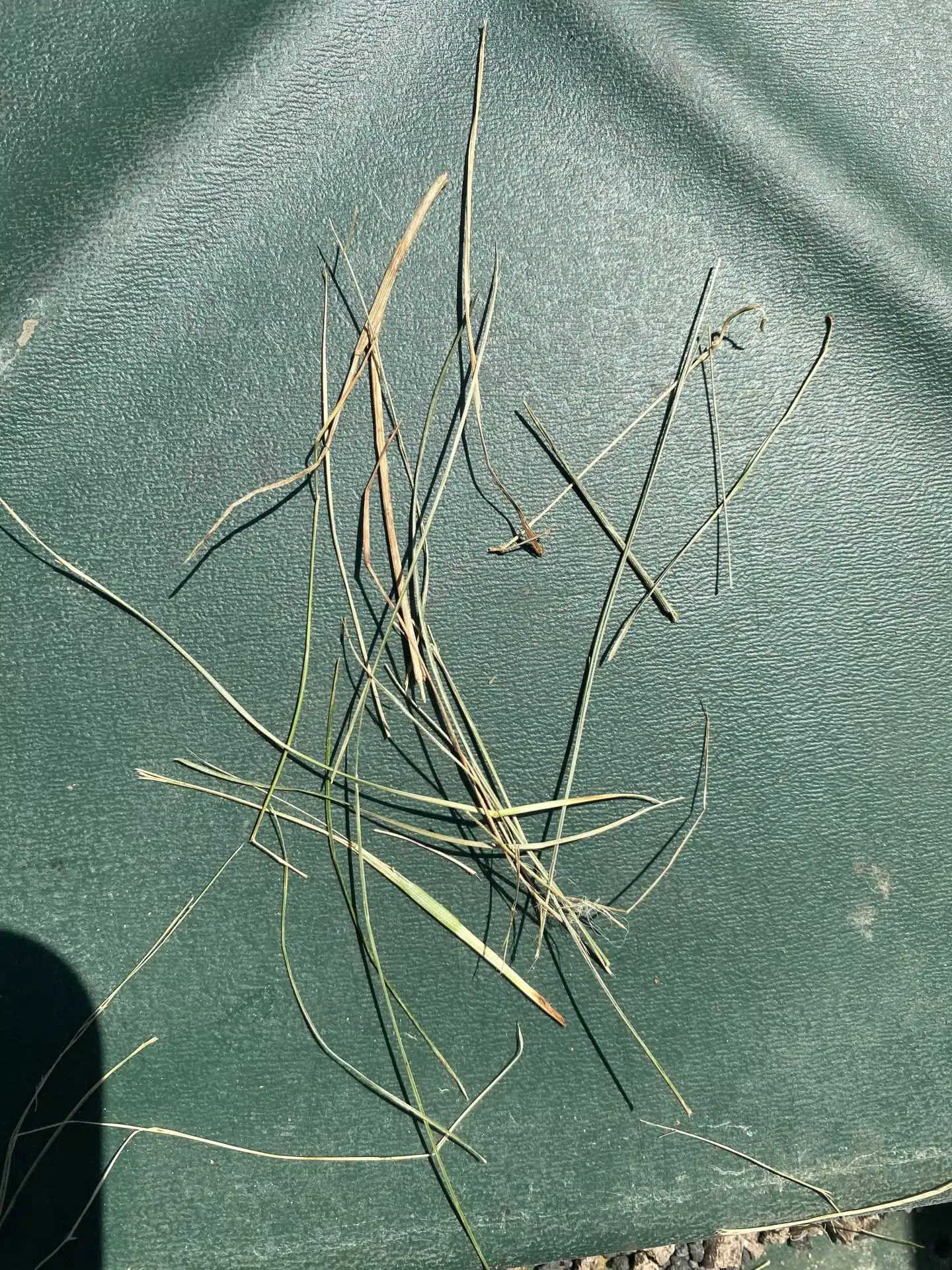 Long grass clippings lying on a lawn after a July mowing