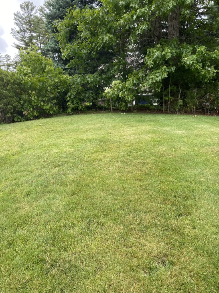 brown lawn due to bad mowing