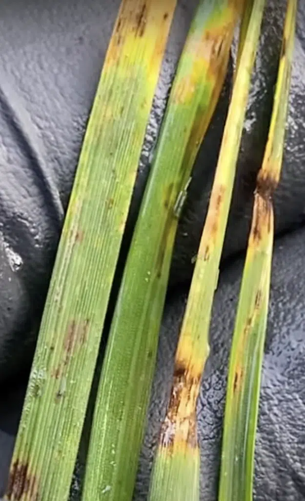 leaf spot and melting out fungus