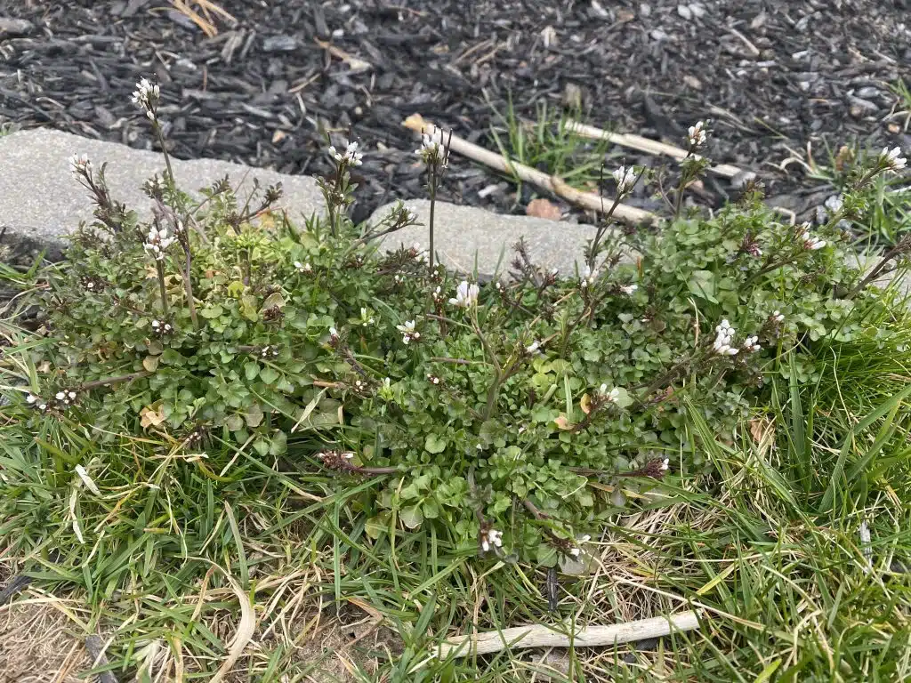 Hairy_Bittercress_in_lawn_along_landscape_pavers