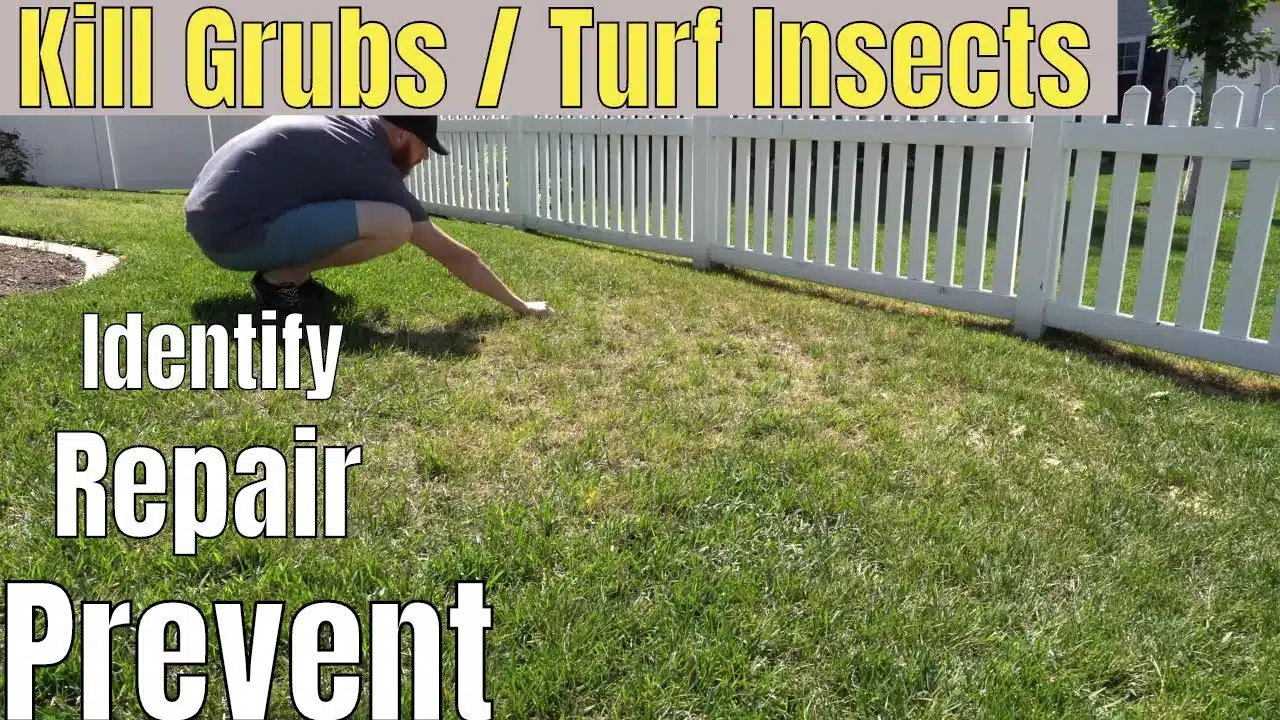 Lawn grubs