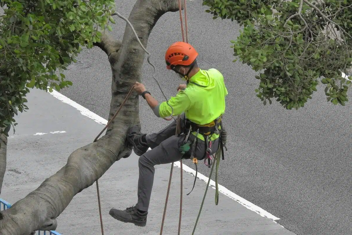 Climbing arborist rigging a removal