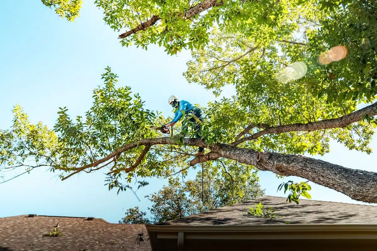 Arborist pruning a large branch