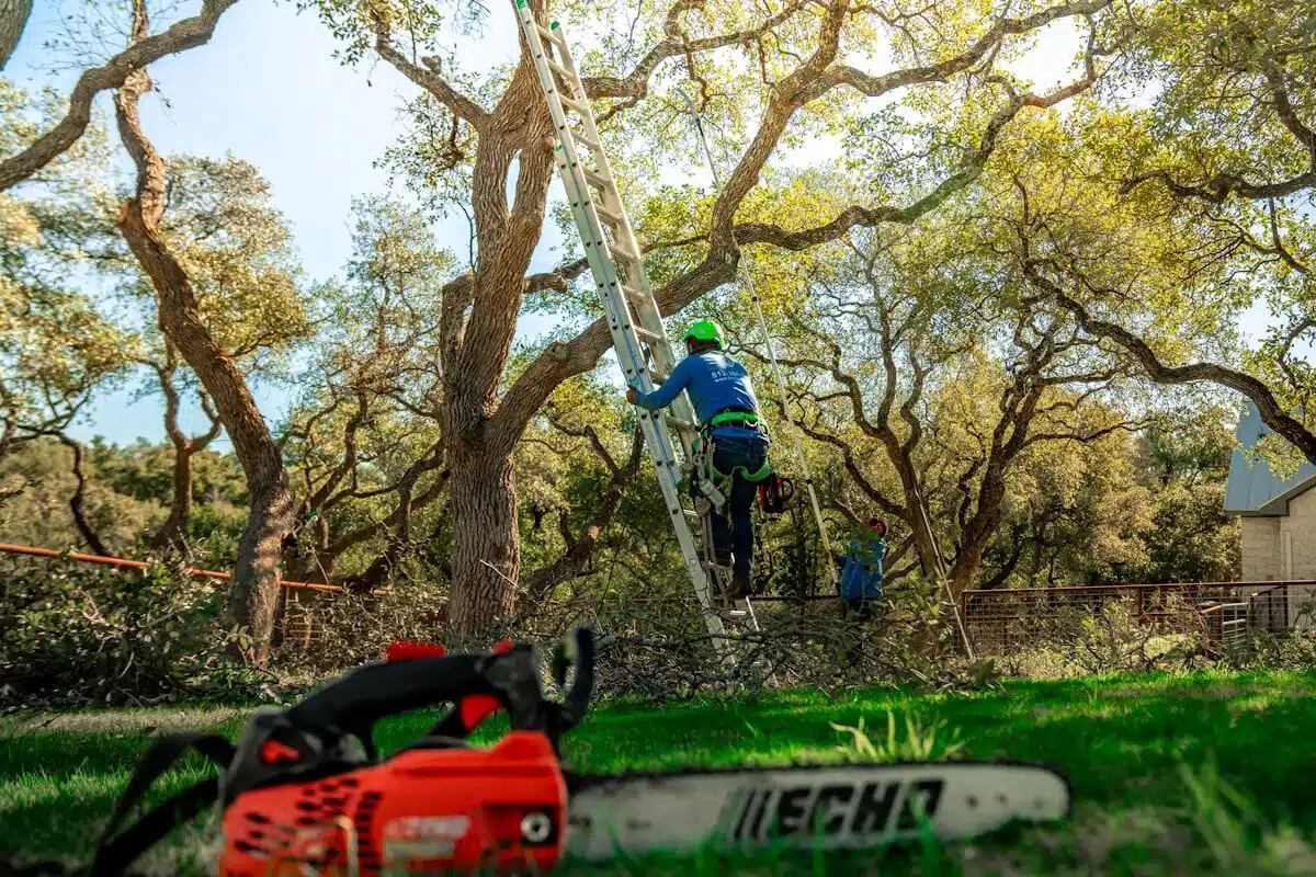 Arborist trimming from a ladder
