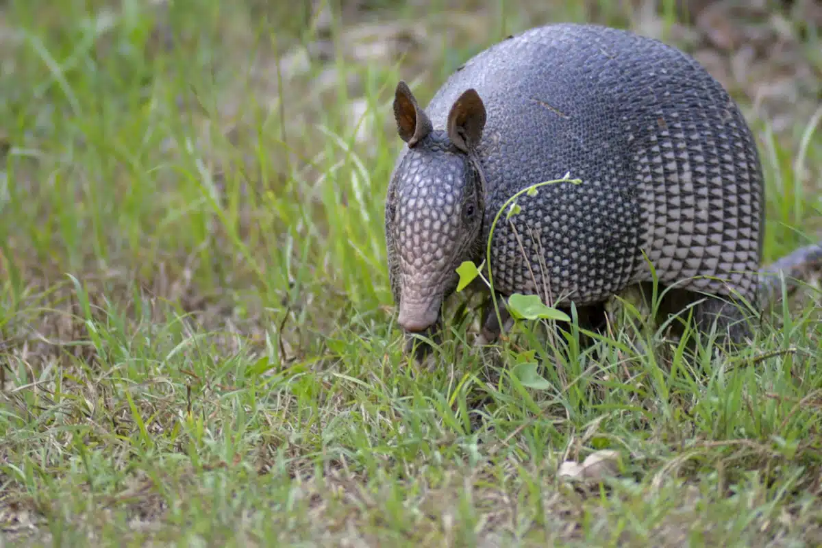 Nine-banded armadillo foraging in turf