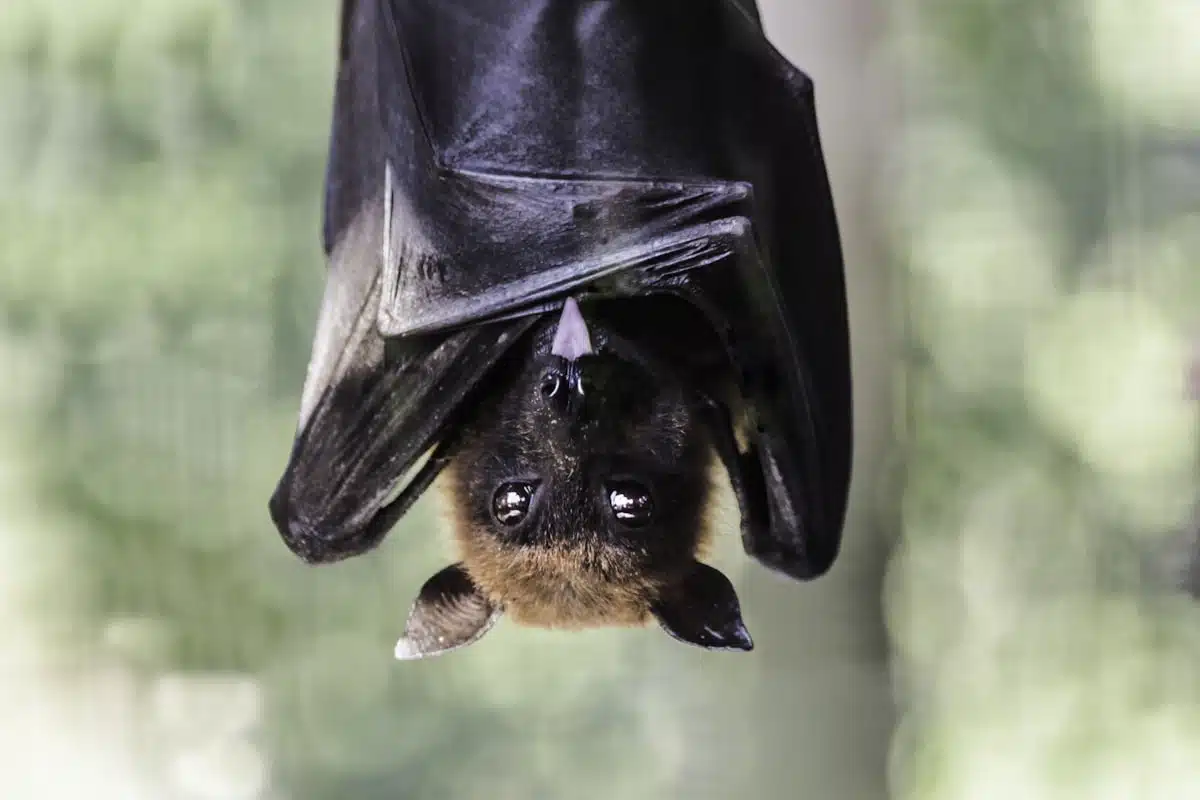 Bat roosting upside down in a roof space