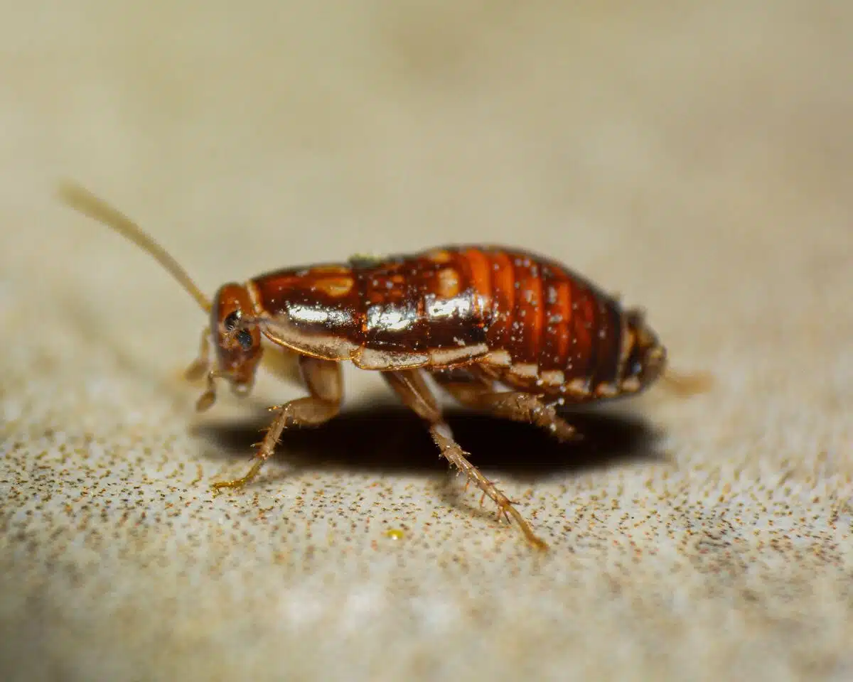 Bed bug close-up