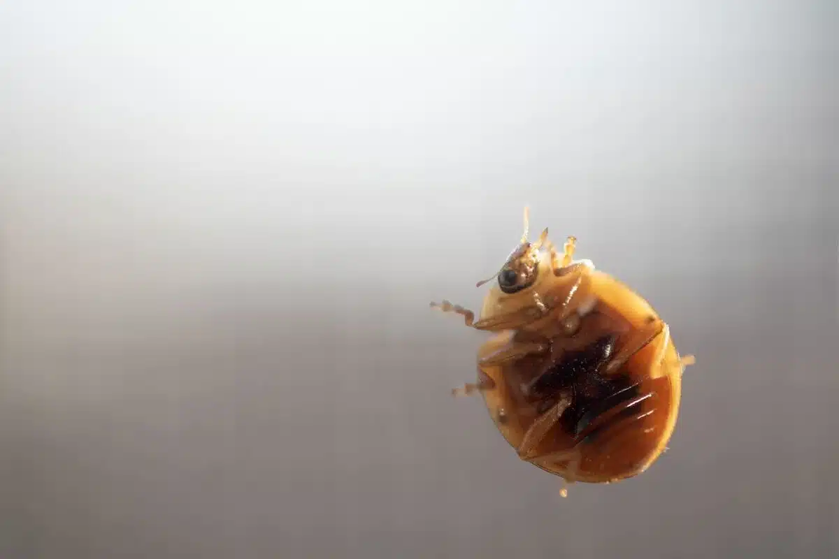 Bed bug on a light surface