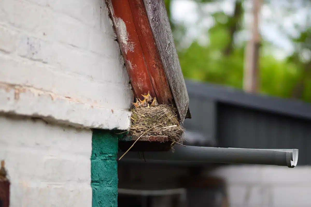 Bird nest tucked under a roof eave