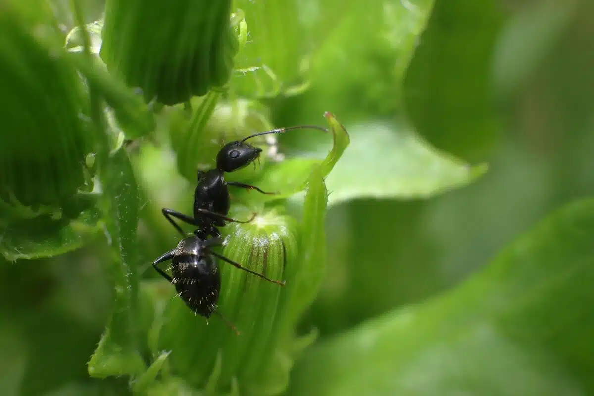 Ant foraging on a plant stem