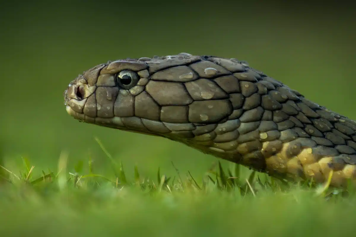 Brown snake moving through grass