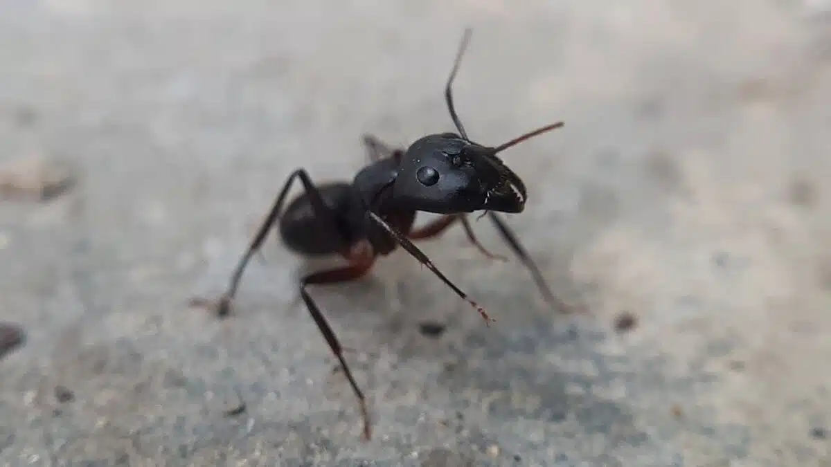 Carpenter ant close-up