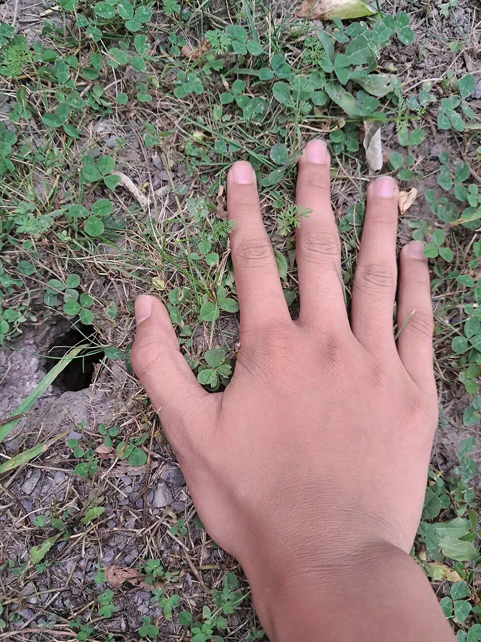 Chipmunk burrow entrance in a lawn with a hand held beside it for scale