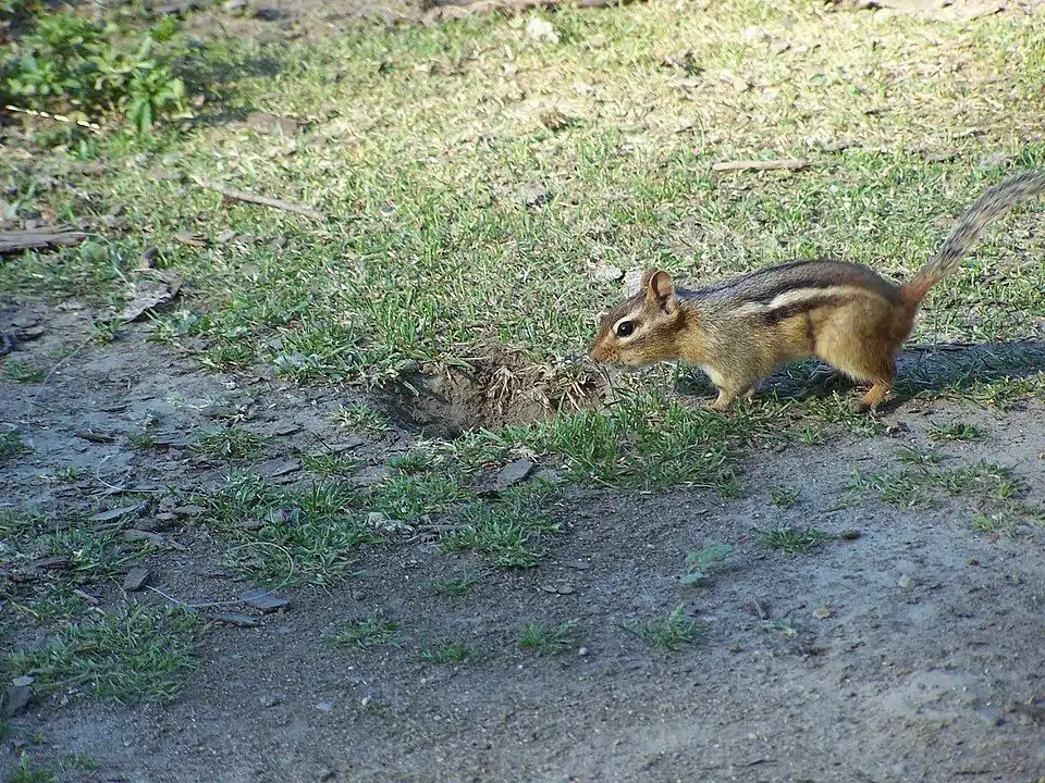 Chipmunk beside a burrow entrance