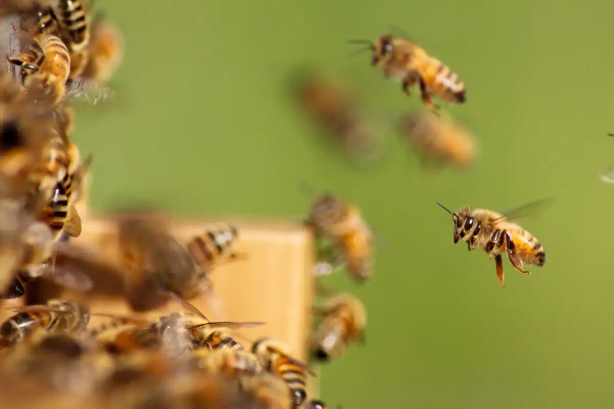 Cluster of honeybees