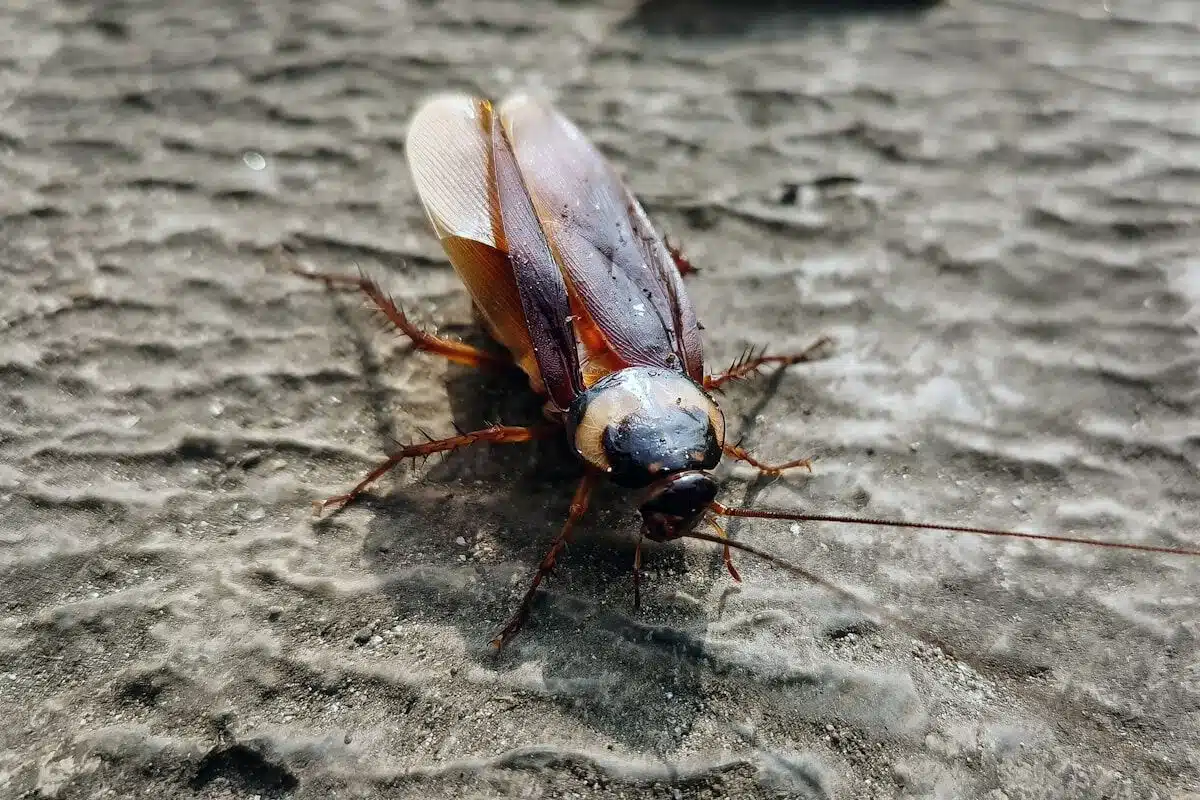 Cockroach on a hard surface