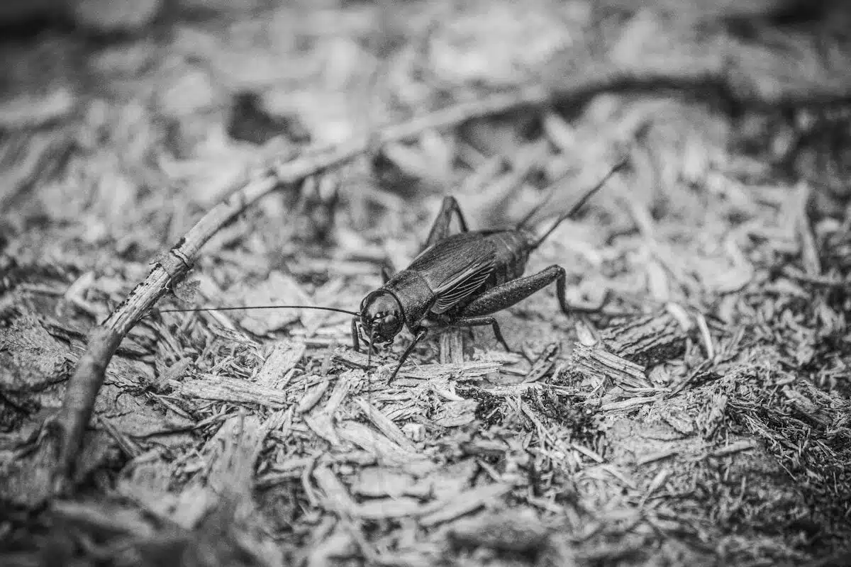 Field cricket on the ground
