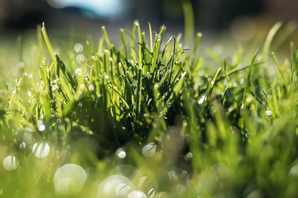 Dew on healthy grass blades