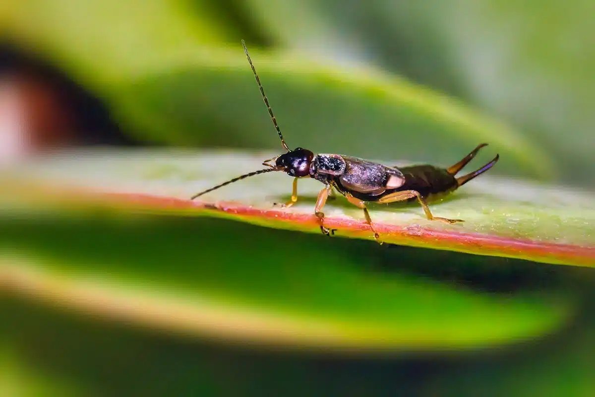 Earwig on a leaf