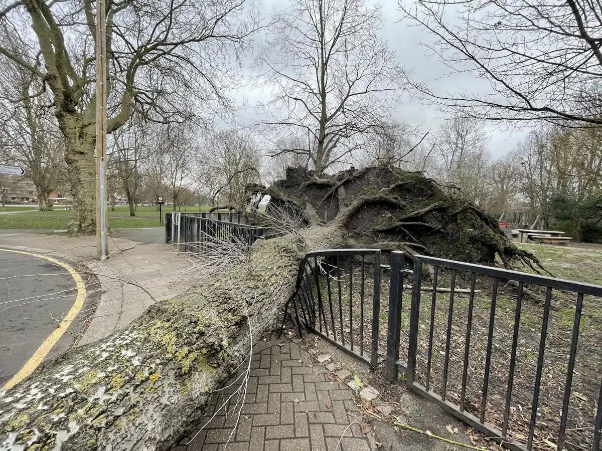Fallen tree across a fence