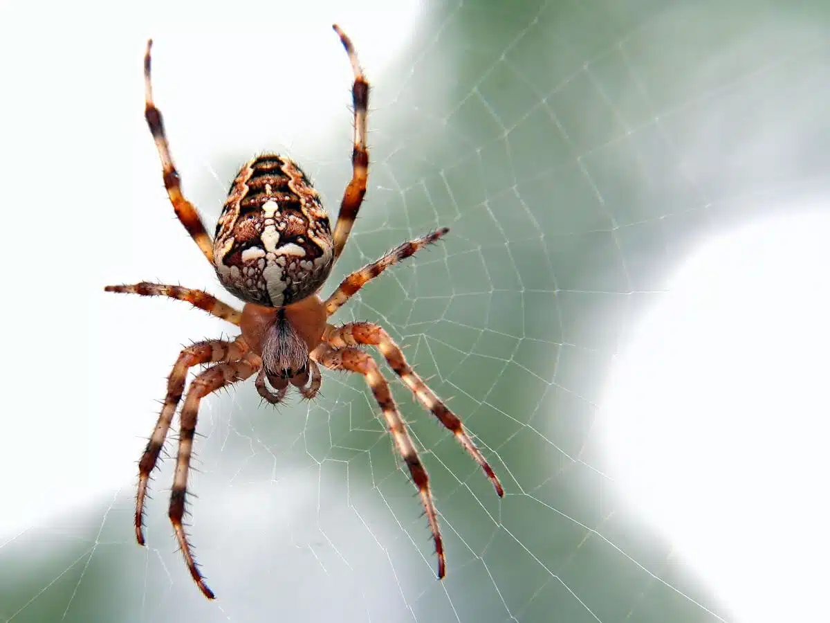 Garden spider on its web