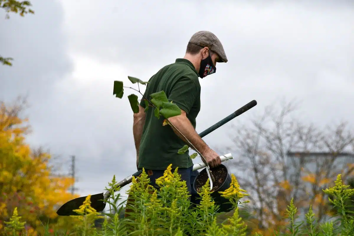 Gardener maintaining shrubs