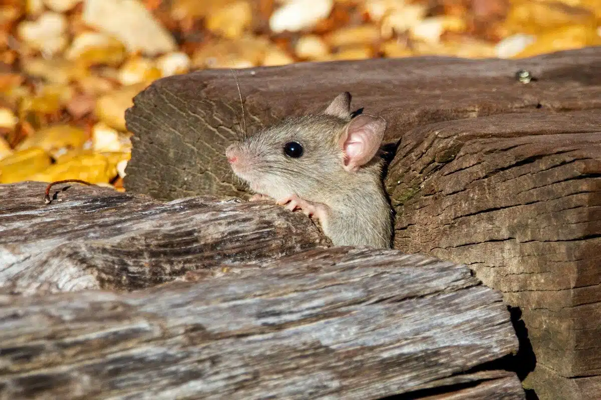 House mouse on wood