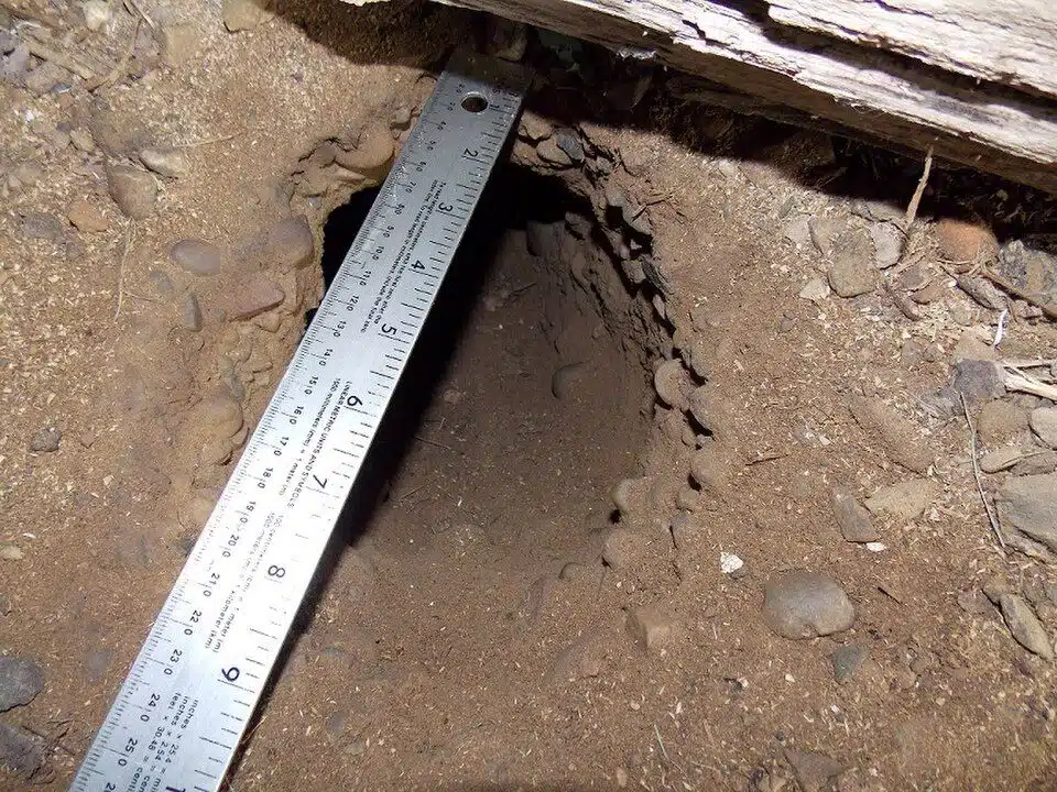 Wide burrow entrance with a fan of excavated soil piled beside it