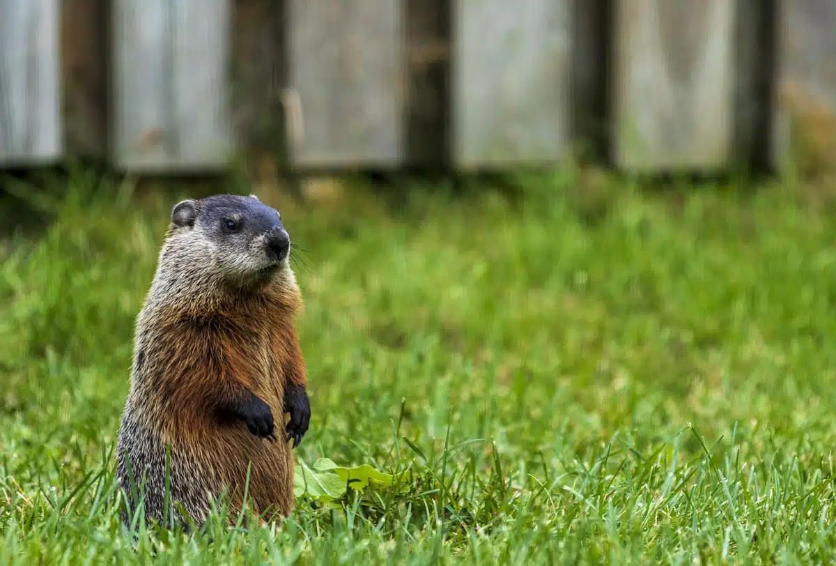 Groundhog feeding at the edge of a lawn
