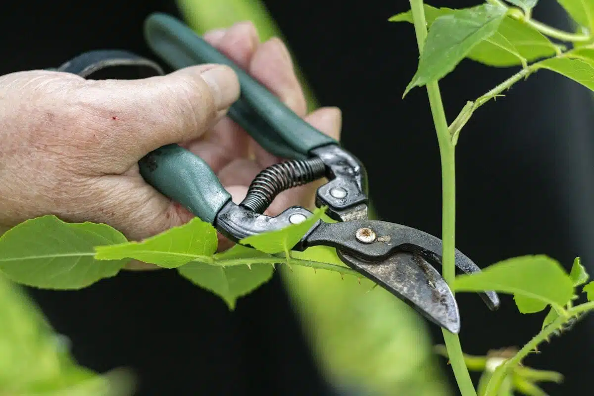 Cutting back a shrub before removal
