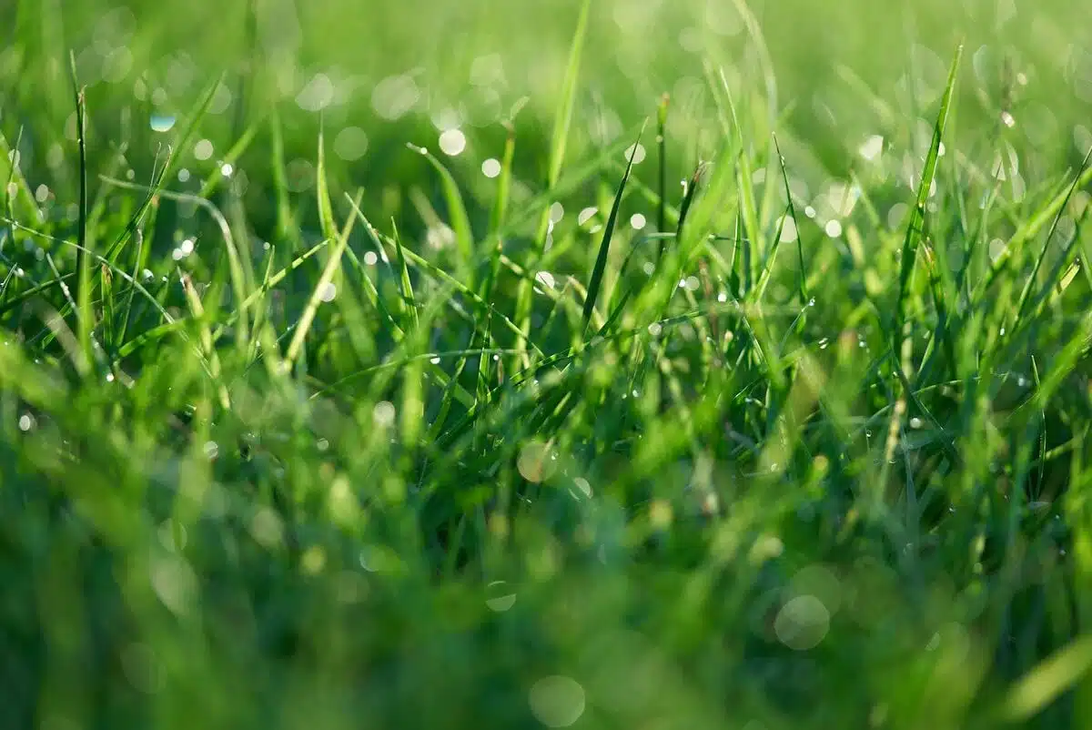 Dense, healthy fed turf
