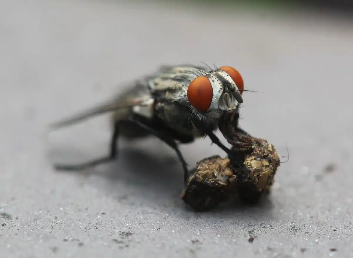 House fly close-up