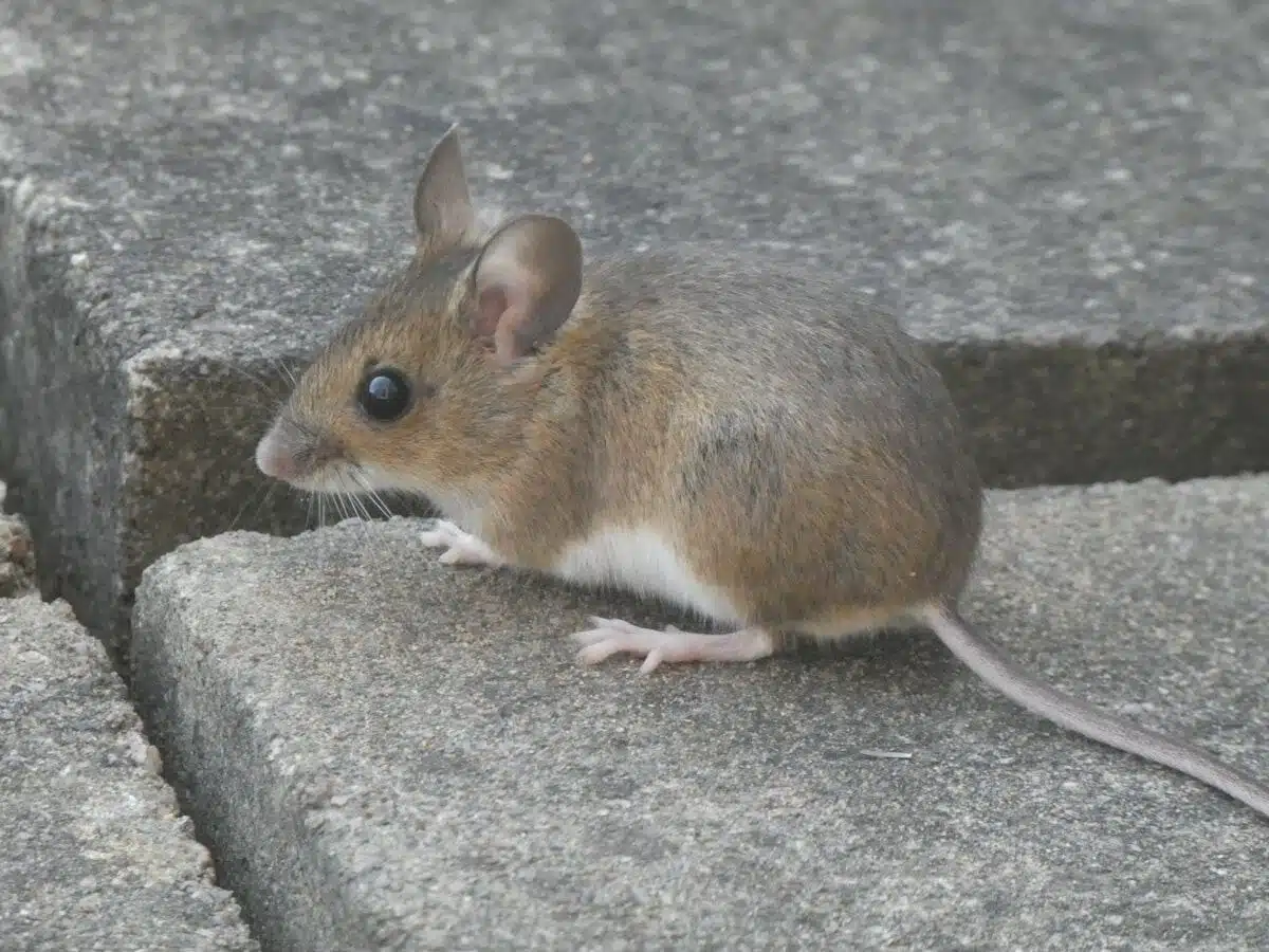 House mouse at a foundation gap