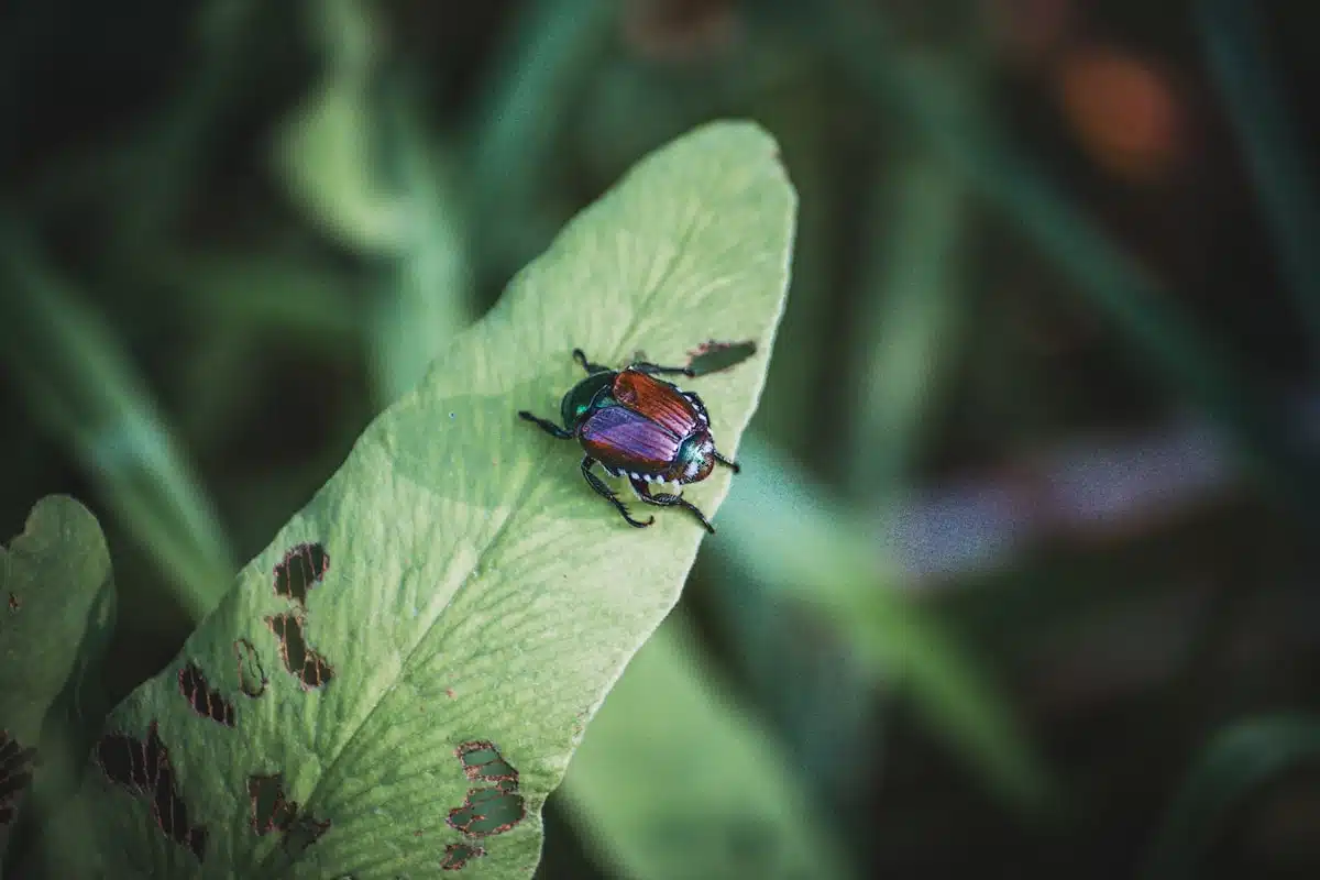 Japanese beetle on a leaf