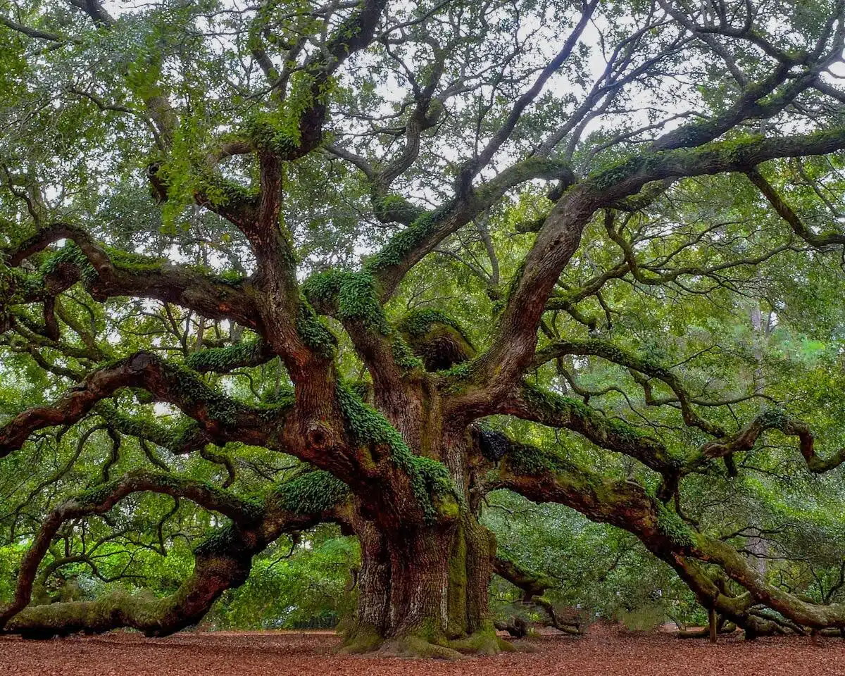 Mature, healthy shade tree