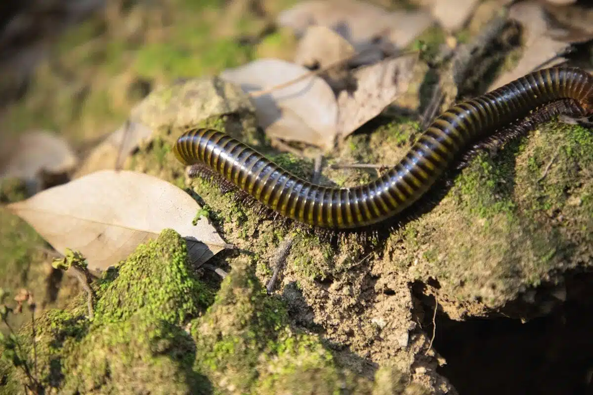 Millipede on a rock