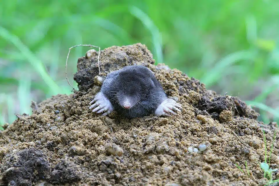 Eastern mole