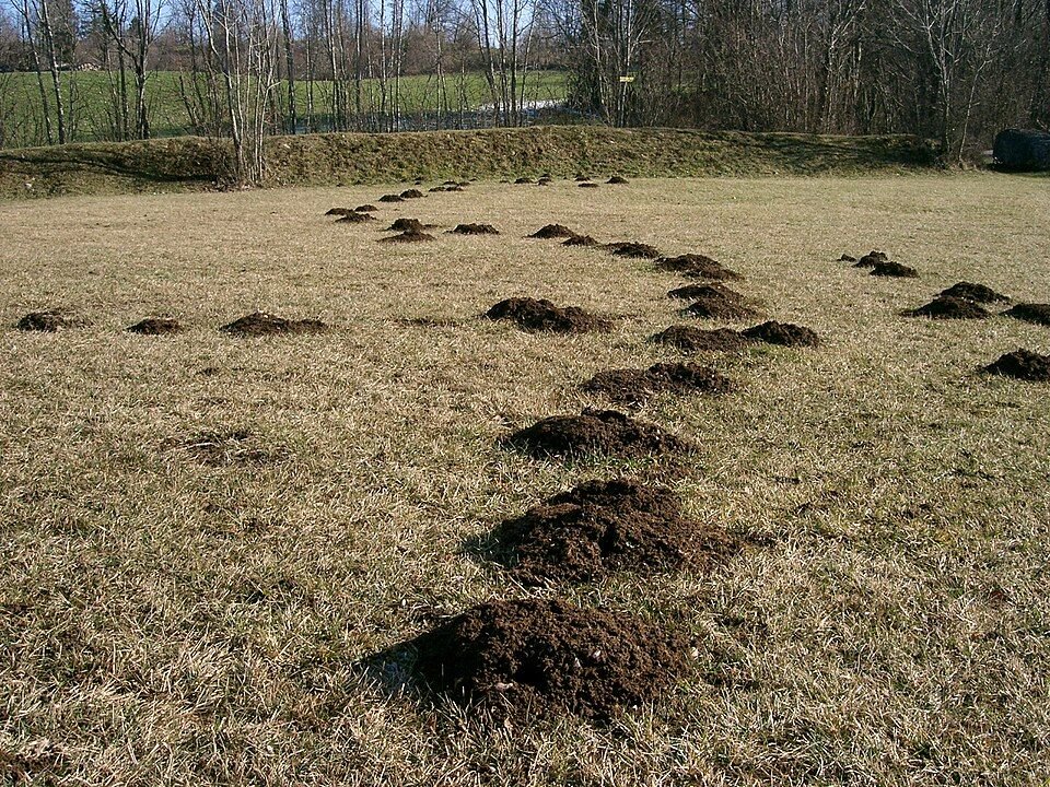 Conical soil mounds raised in a lawn, each with no visible opening