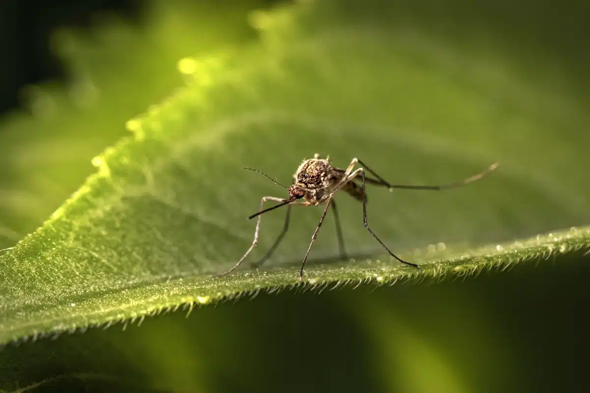 Mosquito resting on foliage