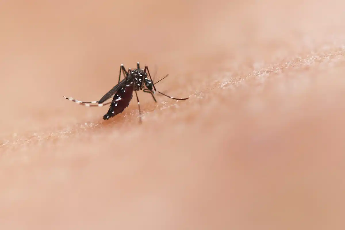 Mosquito feeding on skin