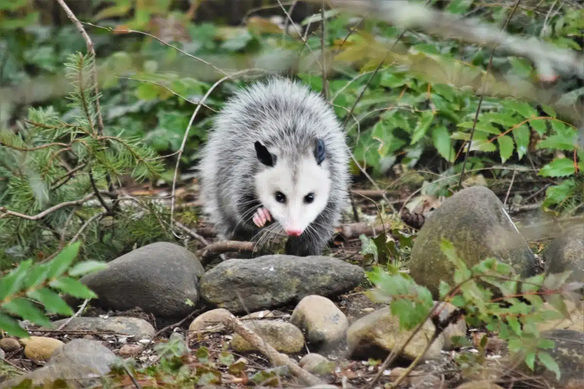 Opossum in leaf litter
