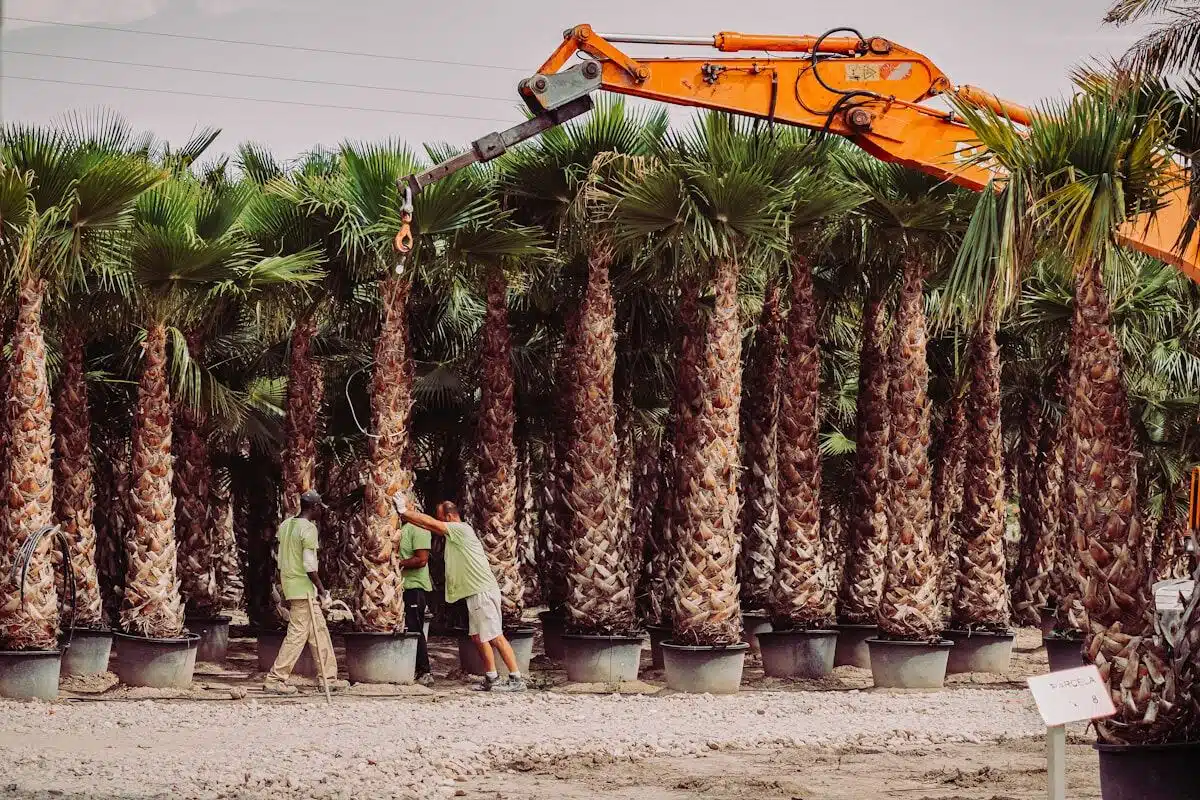 Worker trimming a palm