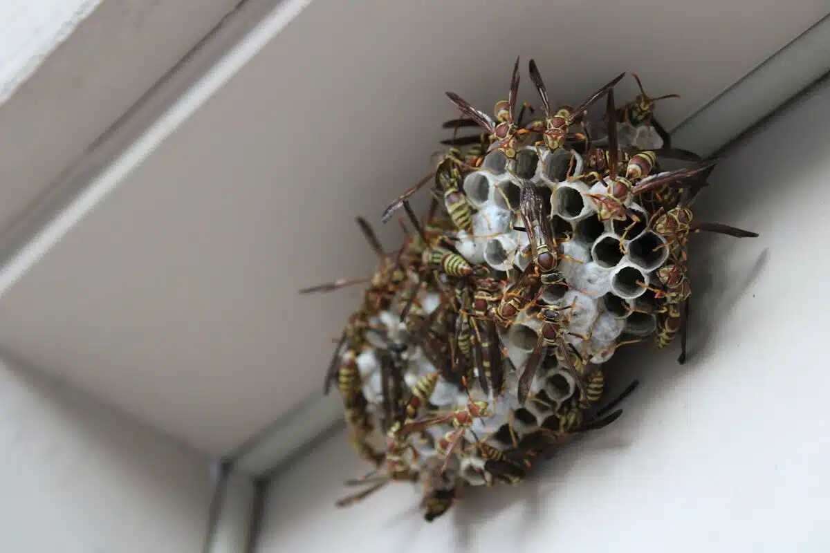 Open grey paper wasp nest with visible cells