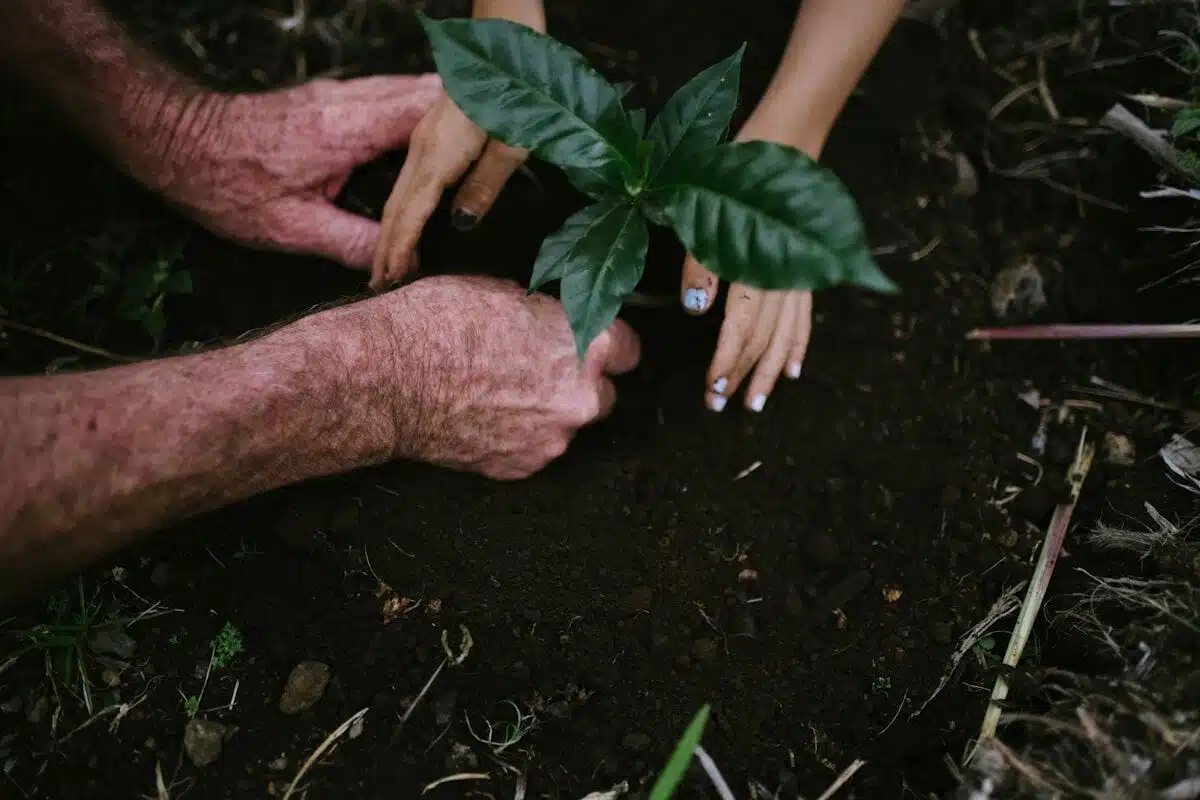 Planting a young tree