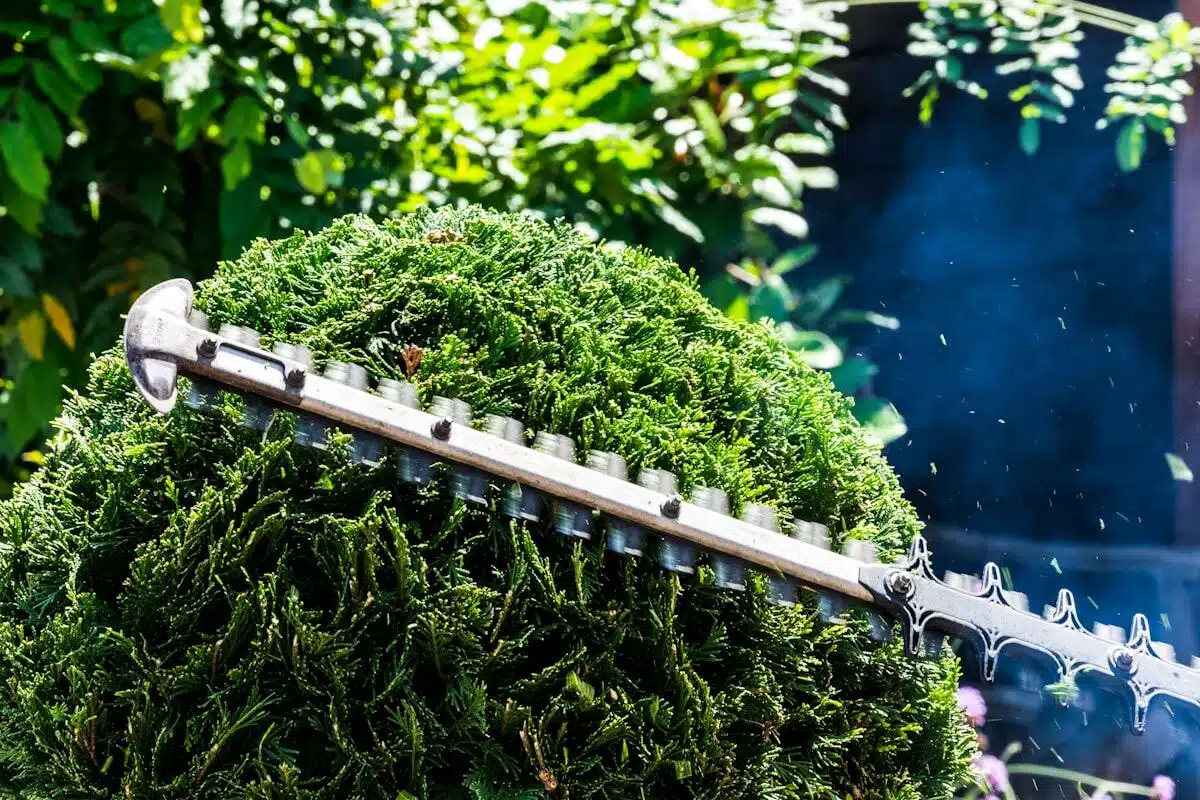 Trimming a hedge with a power trimmer