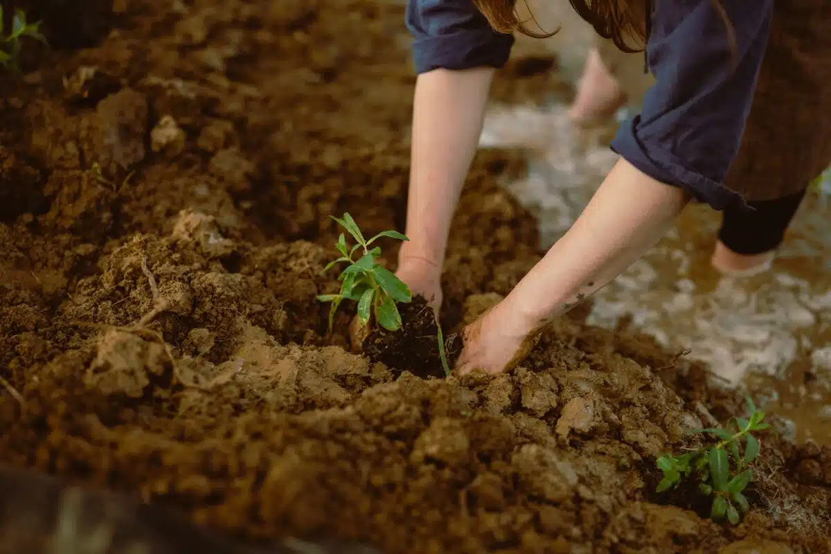 Transplanting a tree into prepared soil
