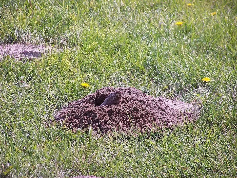 Fan-shaped soil mound with a plugged entrance off to one side