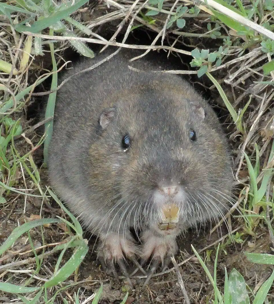 Pocket gopher at its burrow